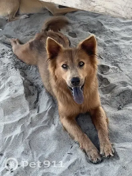Cachorro perdido Fêmea (brl002566) - photo
