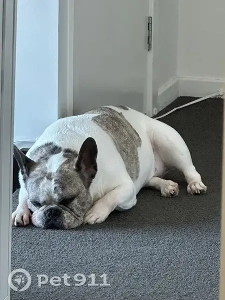 Lost female dog, Melbourne - white and grey with blue eyes - photo