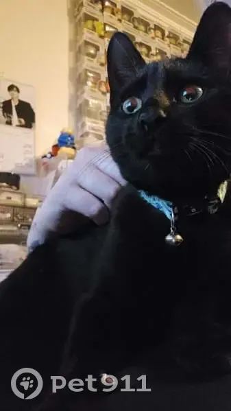 Missing cat Male, Devonport (al495735) - photo