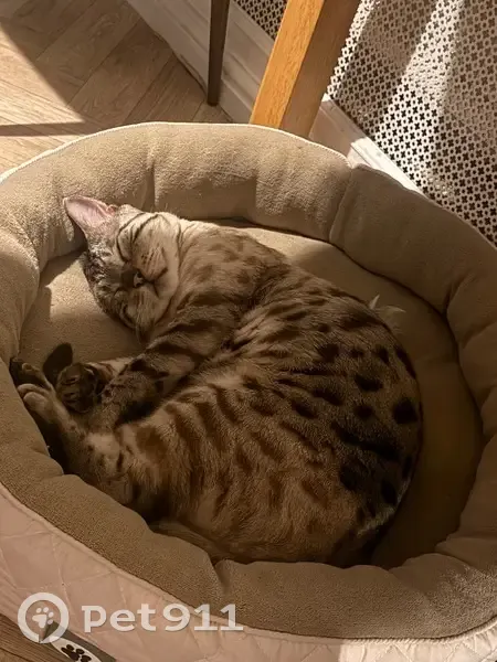 Lost male cat, Lillechurch Road, Dagenham - chipped and neutered - photo