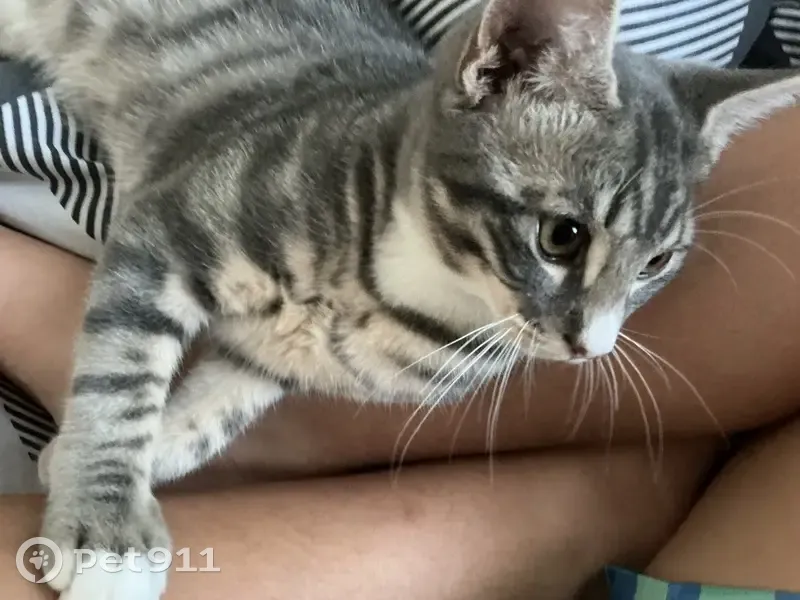 Lost male cat, Belmont, Perth - photo