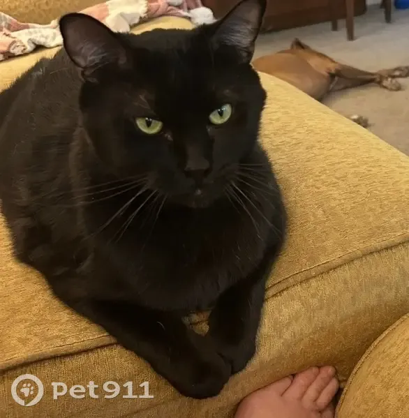 Lost male cat, Norwood Place, Savannah - very large, all black - photo