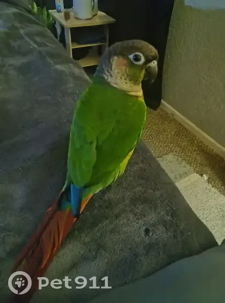 Lost male bird, North Swope Drive, Independence - loves sunflower seeds - photo