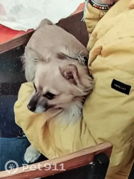 Perdido perro masculino, Ancha de Gracia, Granada - photo