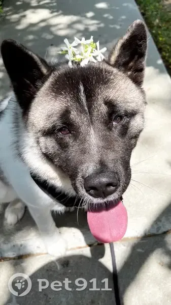 Lost female dog, Vanowen Street, Los Angeles - black face - photo