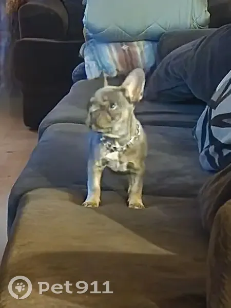 Lost female dog, South Randall Boulevard, Tucson - gray/tan French bulldog - photo