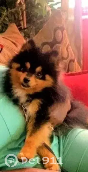 Lost male dog, Sweetgum Road Southeast, 32, Lawrenceville - tri color - photo