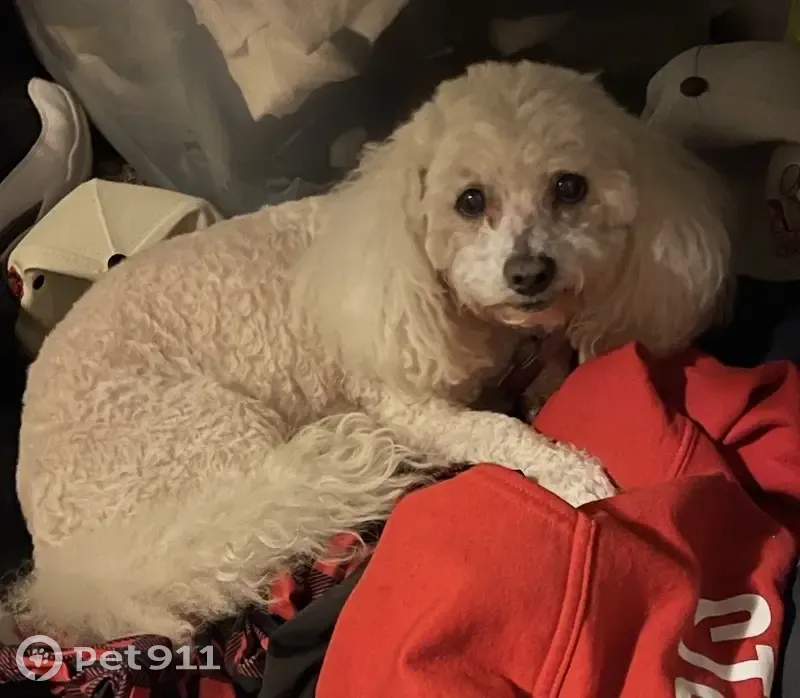 Lost female dog, South Rhodes Avenue, Chicago - 13 years old, needs medicine - photo