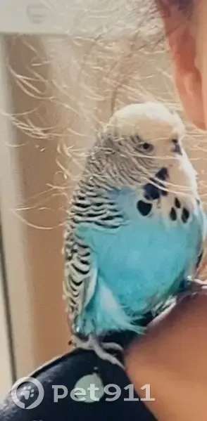 Lost male bird, Sinopia Street, 23, Melbourne - grey ring on leg - photo