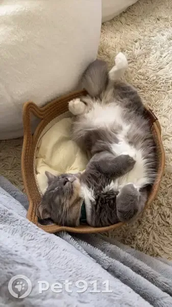 Lost male cat, Sir Claud Gibb Street, Port Adelaide Enfield - photo