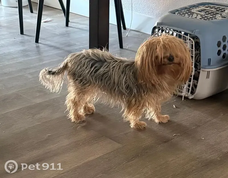 Lost dog, North 67th Avenue, Glendale - photo