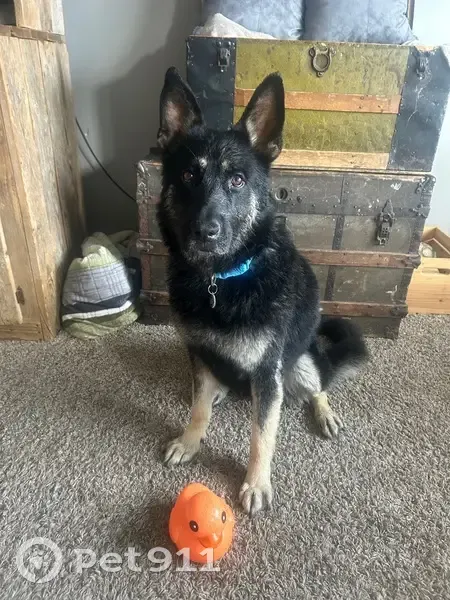 Lost Male Dog, North 1000 West, 800, Clinton - very nice and shy - photo