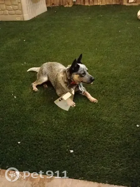 Perdido perro hembra, Avenida La Purísima, Mexicali - color plateado y blanco - photo