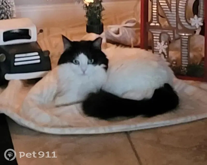 Lost female cat, North 61st Way, Cave Creek, Phoenix - photo