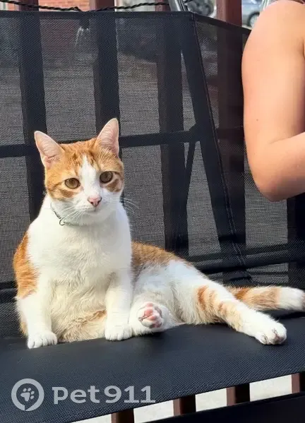 Lost female cat, High Street, Richmond - orange with a white belly - photo