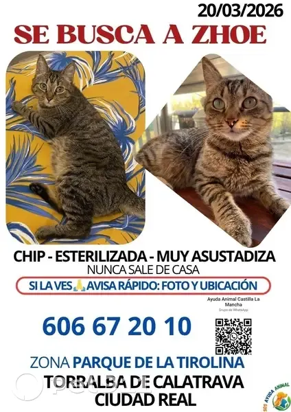 Perdido gato hembra, Torralba de Calatrava, Aguilas - es muy asustadiza - photo