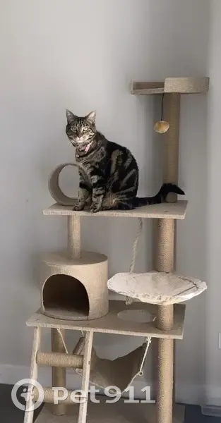 Lost female cat, Mallow Court, Adelaide - classic tabby with green eyes - photo