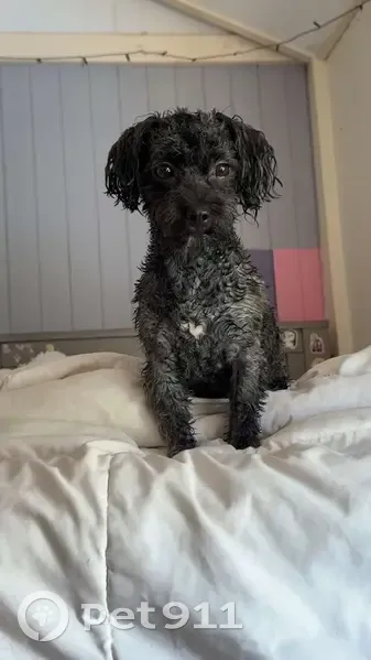 Lost female dog, Mayfield Street, Nambour - Maltese’s shitzu cross poodle - photo