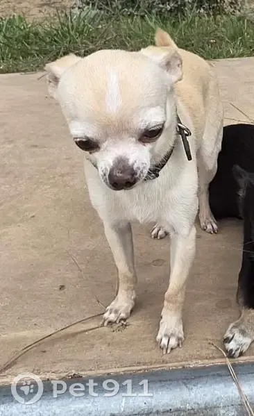Perdido perro masculino, Carrer de Sant Jaume, Calella - color canela - photo