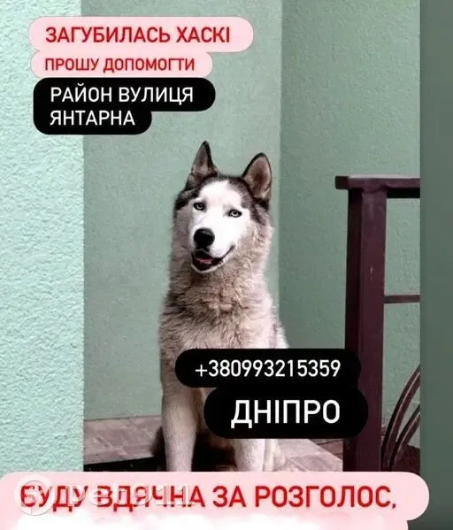 Зник собака чоловічий, Універсальна вулиця, 39, Дніпро - глухий хаскі 13 років - photo