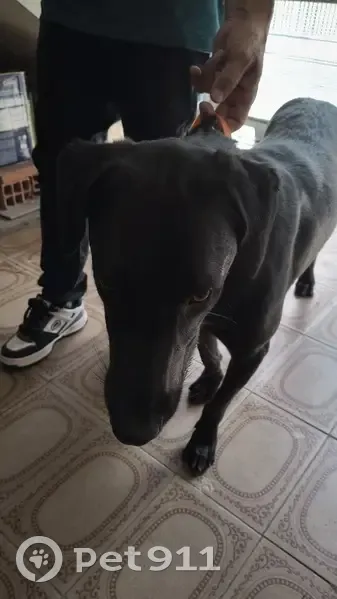 Cachorro encontrado Macho (brf002567) - photo