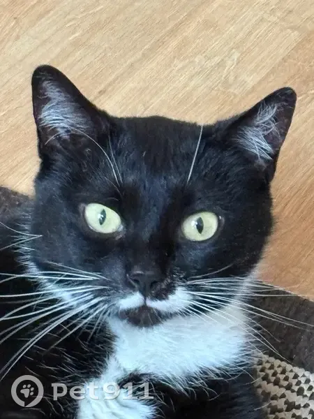 Зникла кішка, вулиця Івана Миколайчука, 6, Львів - чорно-біла з білими вусиками - photo