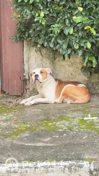 Cachorro encontrado Macho (brl002568) - photo