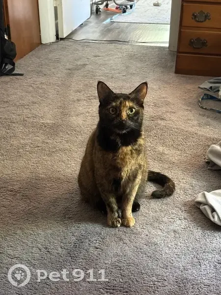 Lost female cat, South Willard Street, 71, Arlington - black 'helmet' head - photo