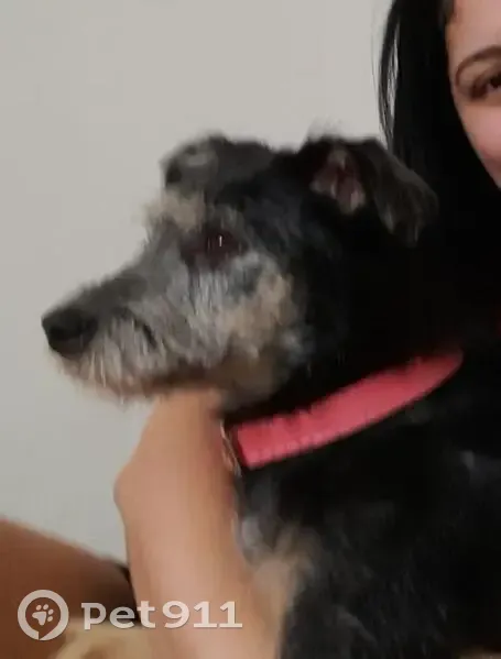 Cachorro perdido Fêmea (brl002569) - photo