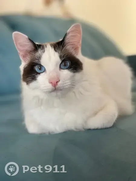 Gato desaparecido Macho (brl002570) - photo