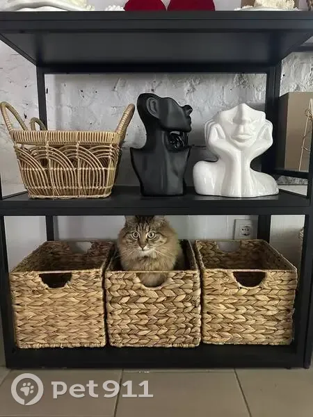 Зник кіт, Оріхуватська вулиця, 3, Київ - по кличці Адольф - photo