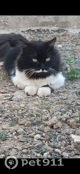 Gato desaparecido Macho (brl002571) - photo