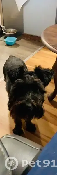 Lost female dog, Boyds Creek Highway, Seymour - black miniature schnauzer - photo