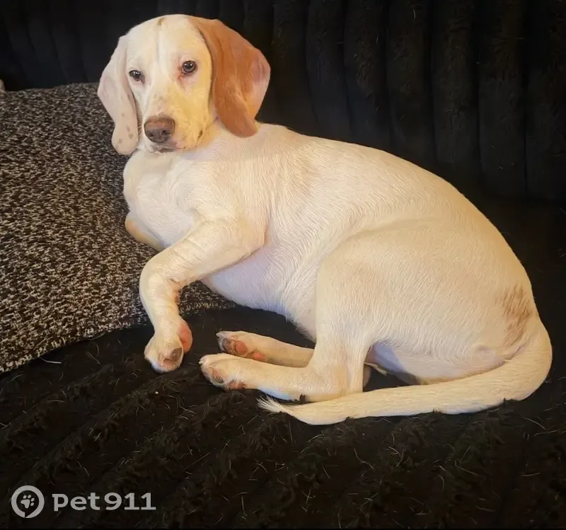 Lost female dog, Pittsburg, Benton - white lemon beagle - photo