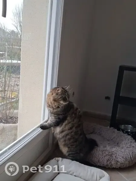 Perdu Chat homme, Chemin de Boussenois, 7, Foncegrive, Selongey - tigré à poil longs - photo