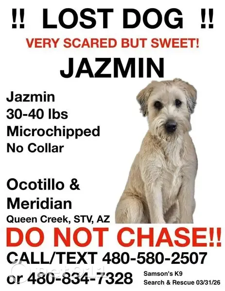 Lost female dog, Via Del Oro, Queen Creek - light brown wheaten terrier - photo