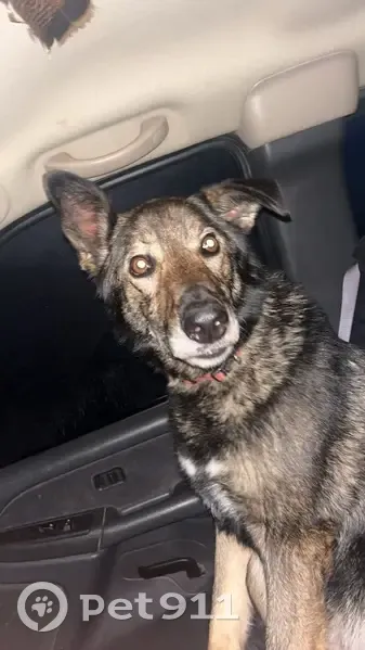 Lost male dog, 590th Avenue, Aurora - photo