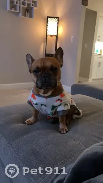 Lost female dog, Jefferson Lane, Armada - brown French bulldog - photo