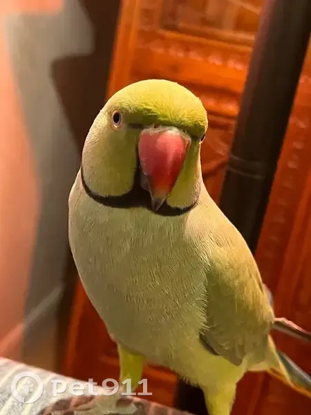 Lost male bird, South Babcock Street, Melbourne - green with a black ring - photo