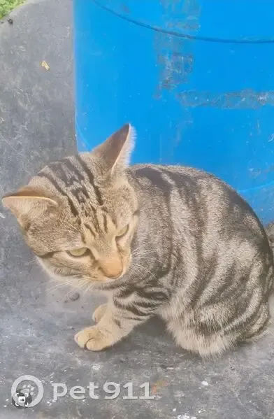 Perdido gato masculino, Rúa Cancean, Culleredo - atigrado gris - photo