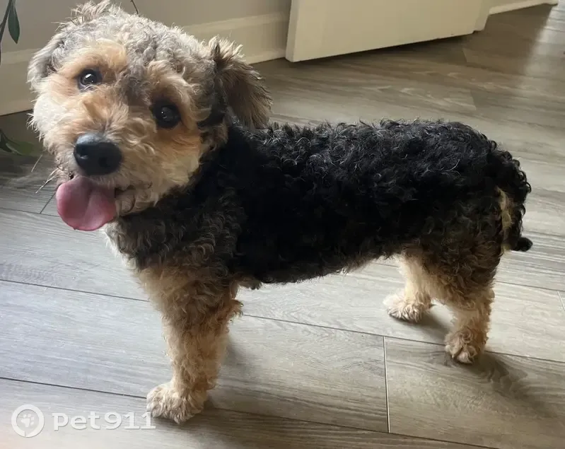 Found male dog, Greenbelt Trail, Houston - small size, black, light brown, gray fur - photo