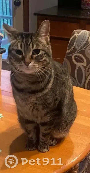 Lost female cat, Mourning Dove Drive, Waterloo - indoor, neutered and chipped - photo