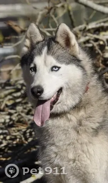 Chien perdu, Rue du Pont de l'Écuyer, Confolens - Husky femelle aux yeux bleus - photo