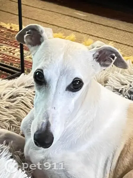 Lost female dog, South Norwood Avenue, Independence - Whippet White Tan - photo