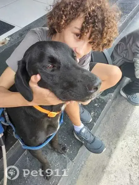 Cachorro encontrado Macho (brf002572) - photo