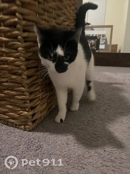 Found male cat, Sound Beach Boulevard, Shirley - black and white, very friendly - photo