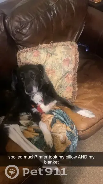 Lost male dog, Buck Stuart Road, Poplarville - blue/black coat - photo