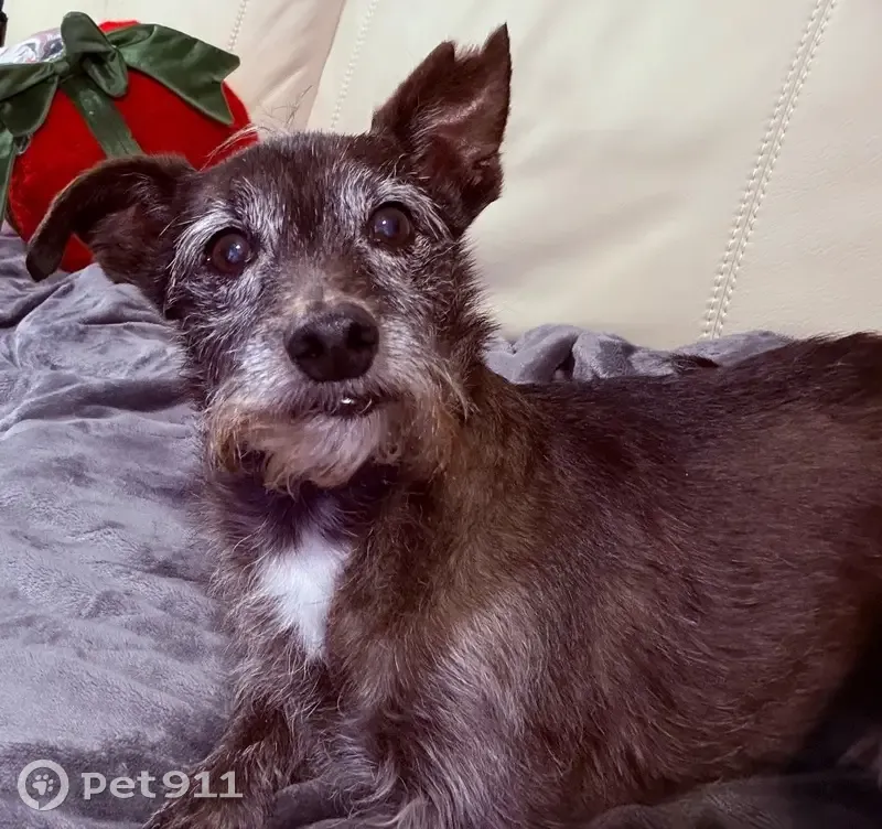 Lost male dog, Cherry Street, 929, Ocean Springs - black with silver, senior pup - photo