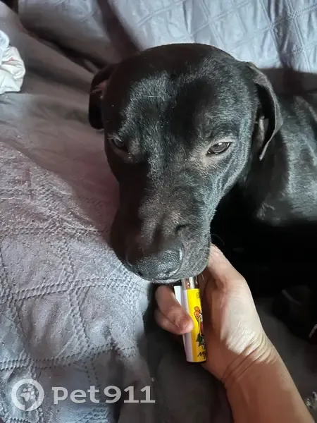 Encontrado perro masculino, Calle de Domingo Ram, 31, Zaragoza - photo