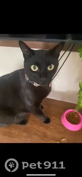 Gato desaparecido Fêmea (brl002573) - photo